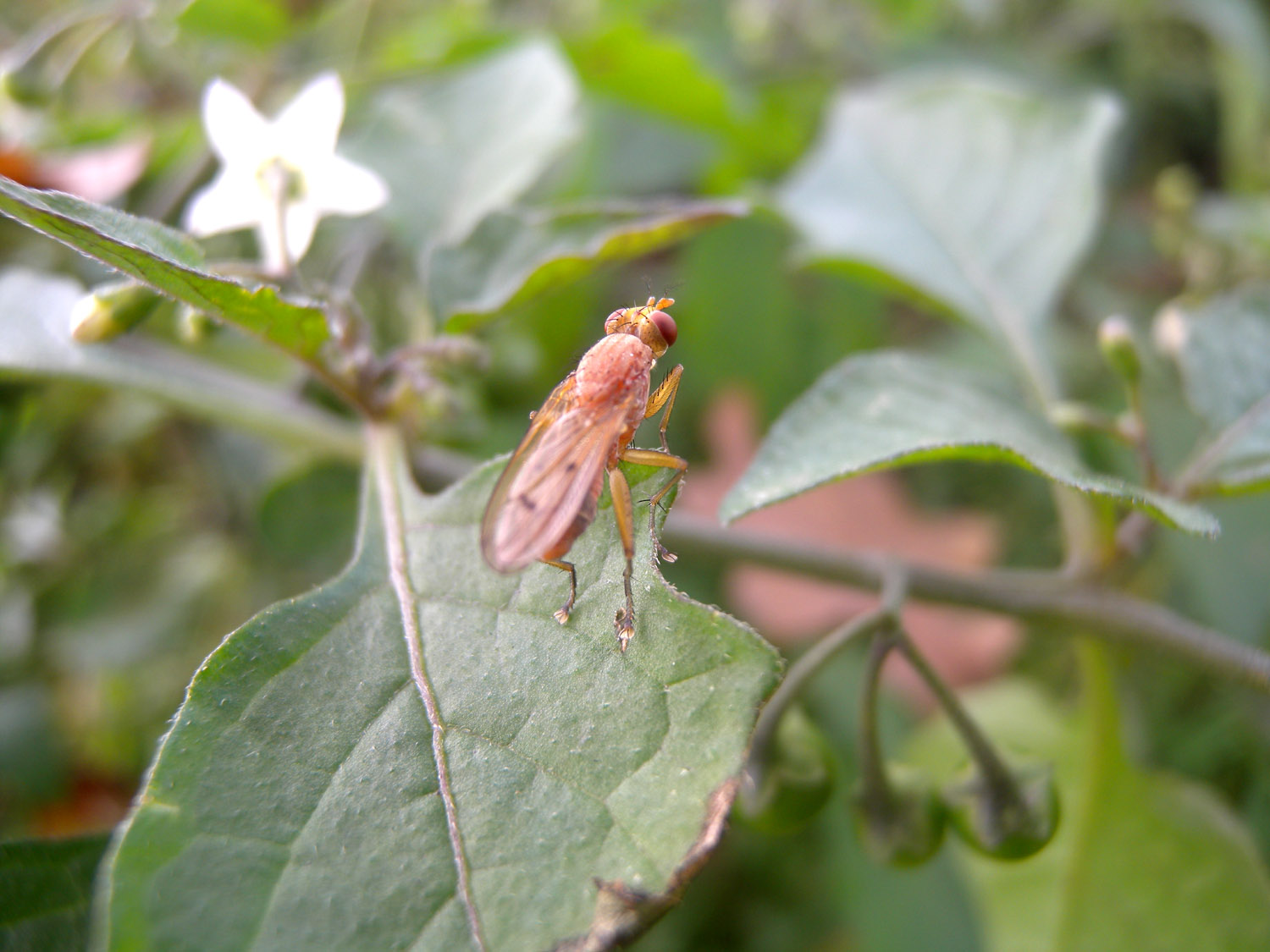 Sciomyzidae